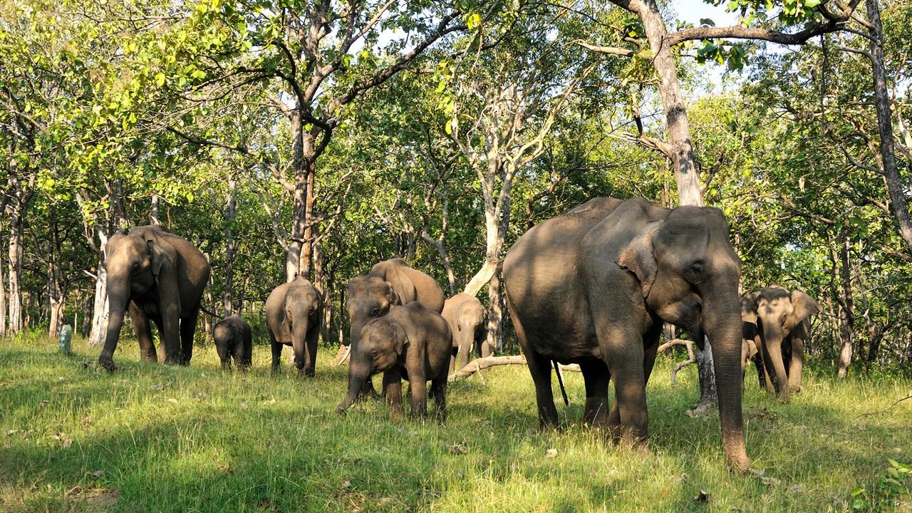 Wildlife Safari Package